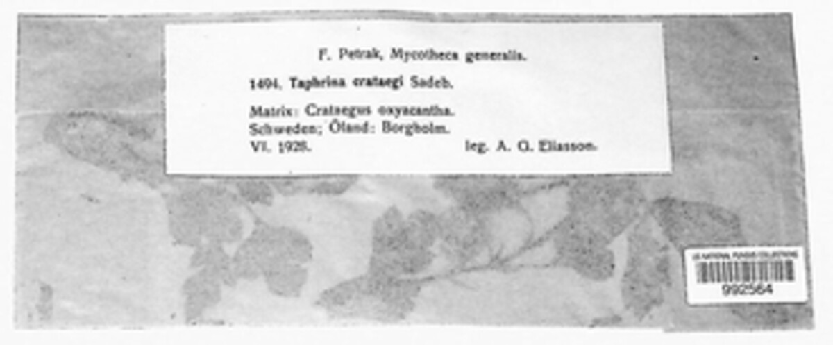 Taphrina image